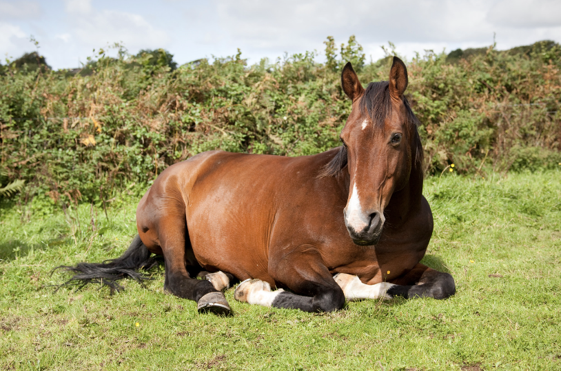 soin cheval